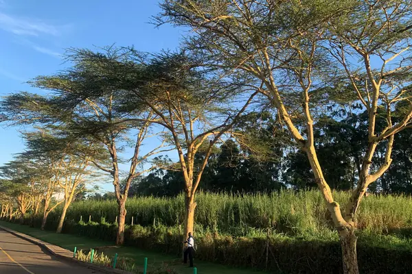 A row of yellow-barked acacia trees along a quiet road under a clear blue sky