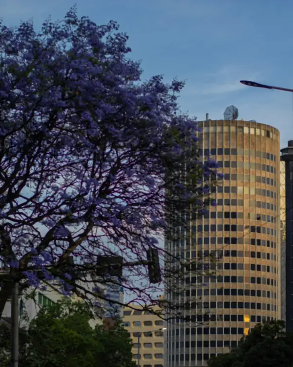 A purple jacaranda in bloom in front of a round, honeycomb-windowed office tower at dusk