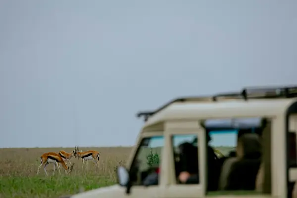 Gazelles grazing on open grassland beside a safari vehicle